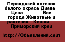 Персидский котенок белого окраса Диана › Цена ­ 40 000 - Все города Животные и растения » Кошки   . Приморский край